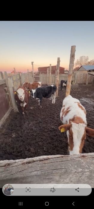 Продам 4 телочек