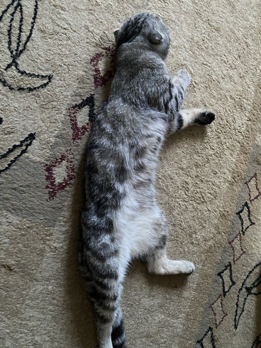 Скотиш фолд кот пишите на ватсап