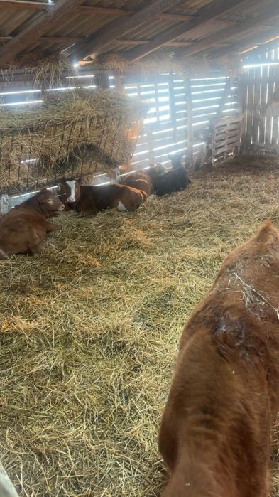 Vand 6 vitei intarcati