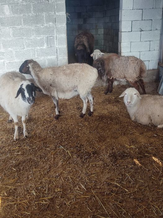 Кой мен токтылар