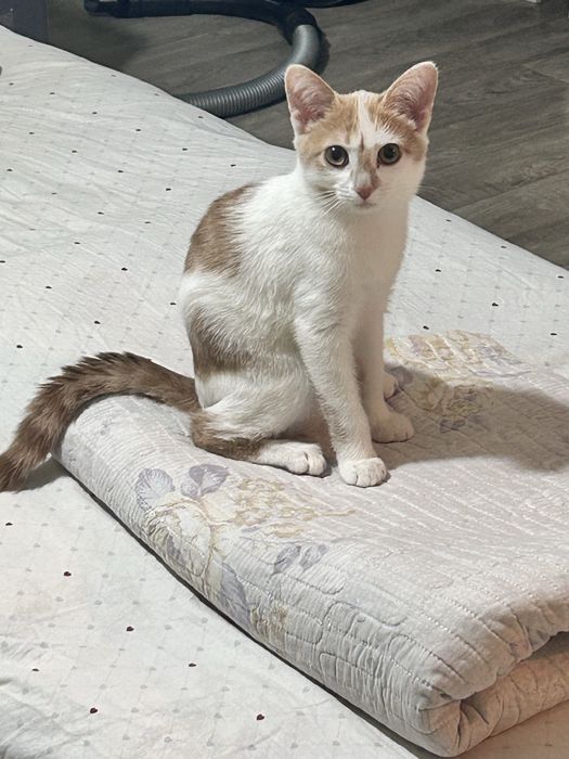 отдам котика в хорошие руки