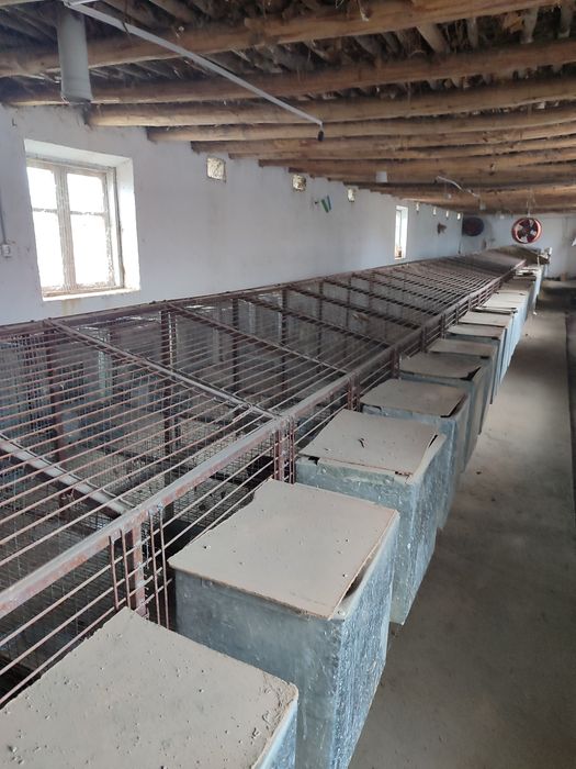 Quyon katak sotiladi jomboyda