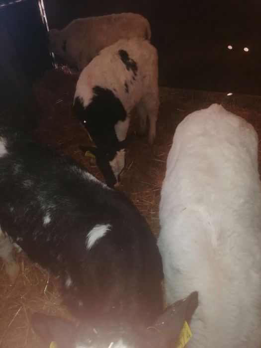 Vând 4 viței alb albastru