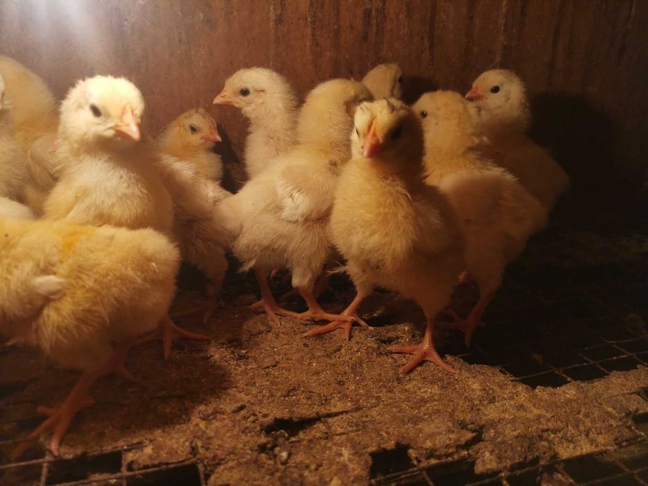 недельные цыплята леггорн белый