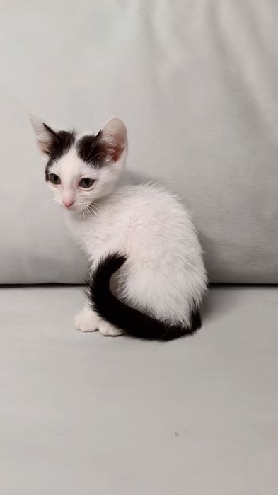 Отдам котёнка в добрые руки