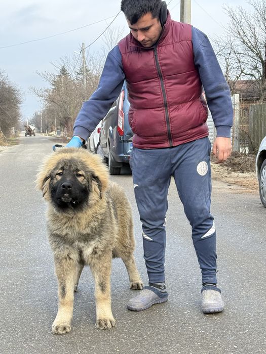 Femela ciobanesc caucazian