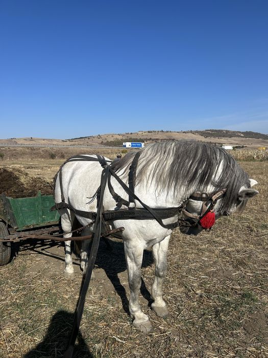 Iapa de 7 ani garantata