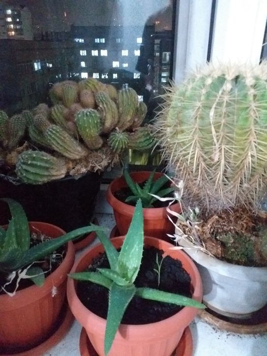 Домашние цветы и кактусы