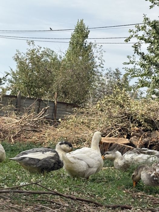 Утки договрные ,мускусные