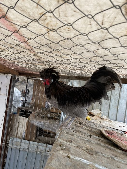 Vand cocosi motata olandeza