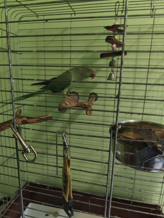 Papagal Micul Alexandru