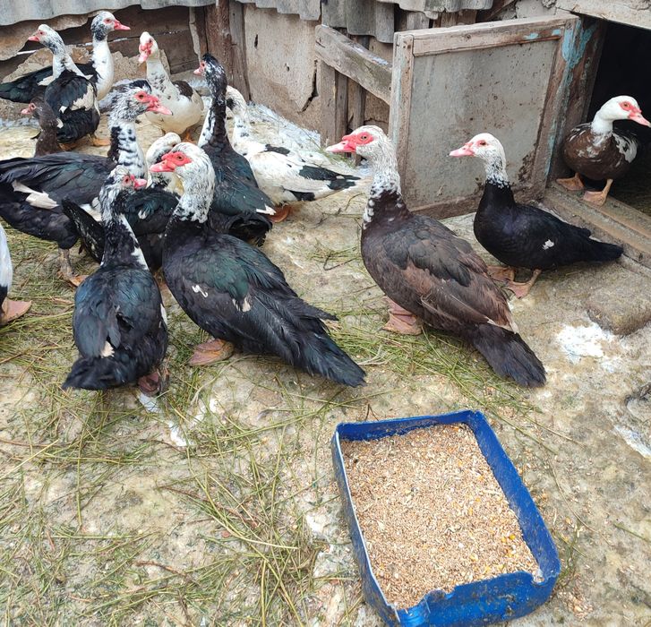 Индоутки. Индоутки