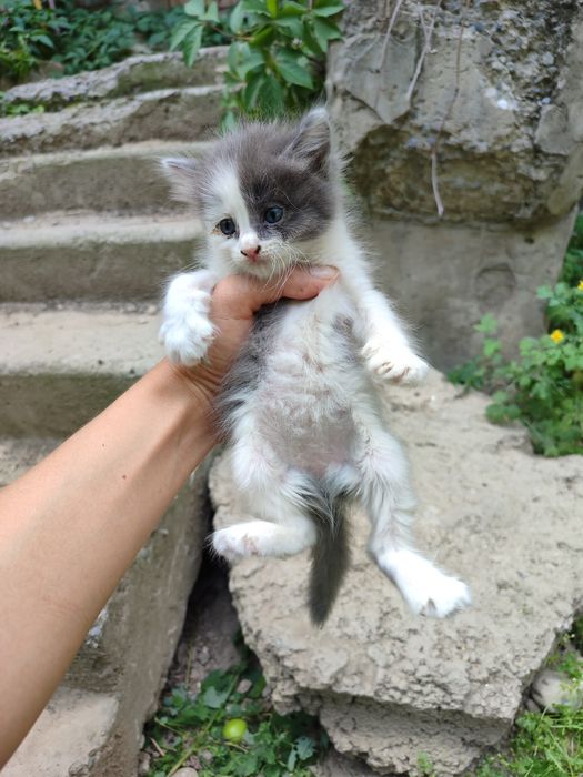 Отдам котят, возраст ~1,5 мес.