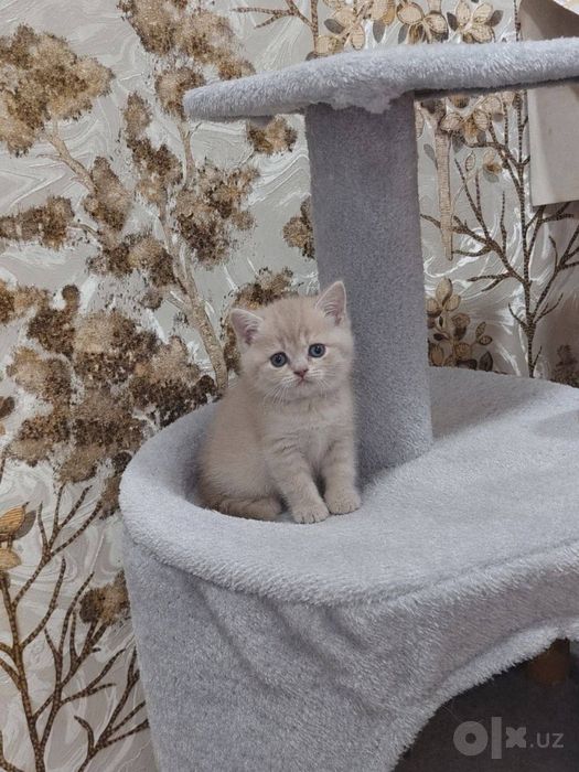 Британские шиншиллы