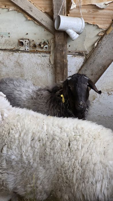 Семіз Тоқты сатылады