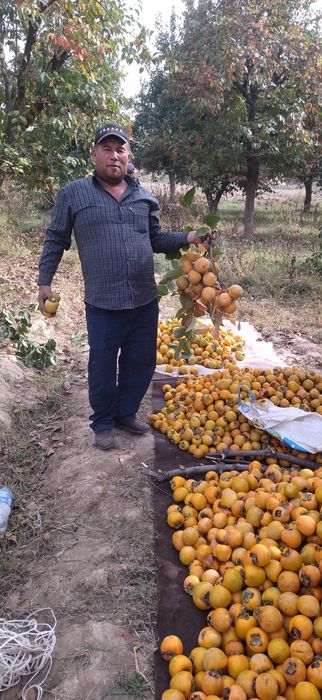 Garantiyali karlek va polekarlek kuchatlar