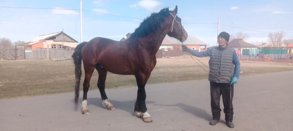 Айғыр сатамын/ Продам жеребца