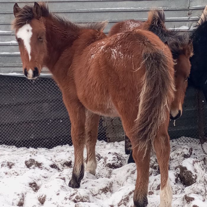 Продам жабагы еркек.