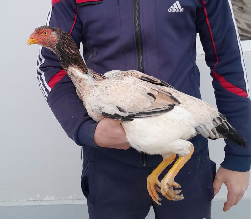 Dakan makyon sotiladi