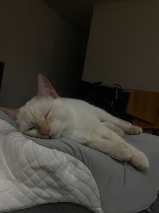 Отдам в добрые руки кота и кошку