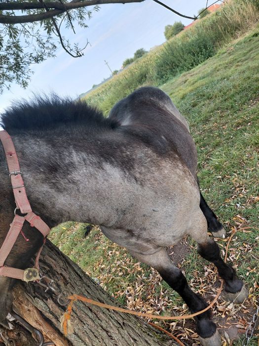 De vânzare un mânz