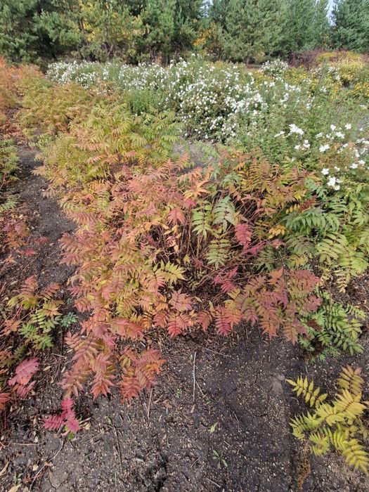 Продажа саженцев с питомника