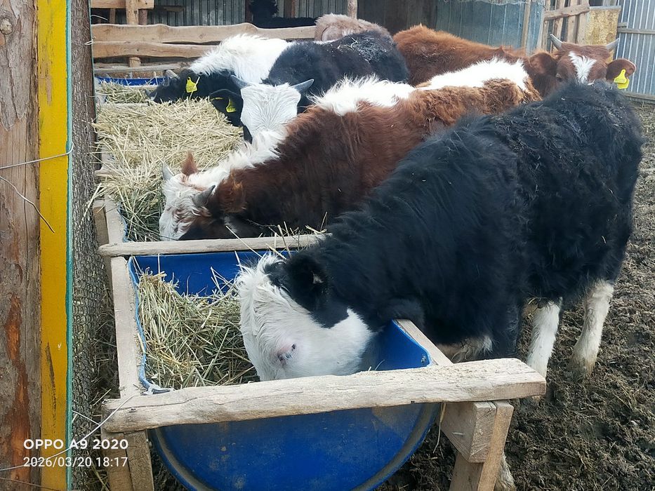 Баспактар сатылады