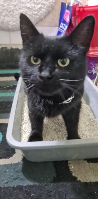 Se dau in adopție un pui de pisica superba panteruta neagră  Cynthia