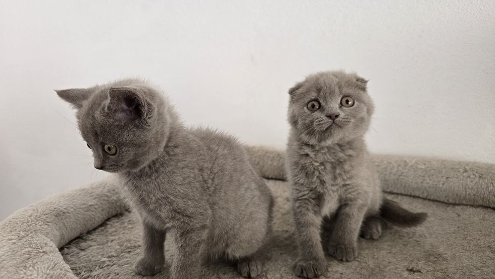 Pisicuțe scotish fold și british shorthaire
