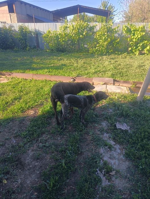 Курцхар щенки родители рабочие