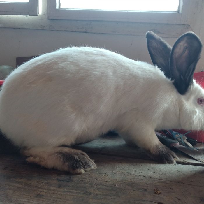 Vând uriaș de Transilvania diferite varste