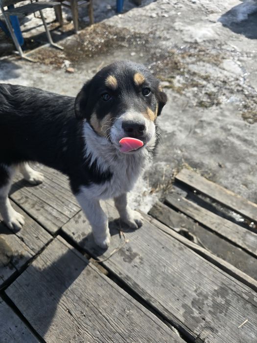 Щенята собака 3 месяца в добрые руки