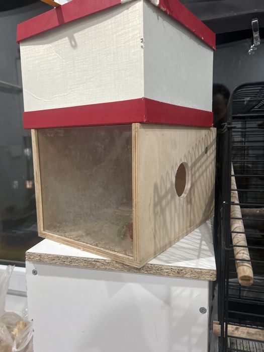 папугай неразлучники