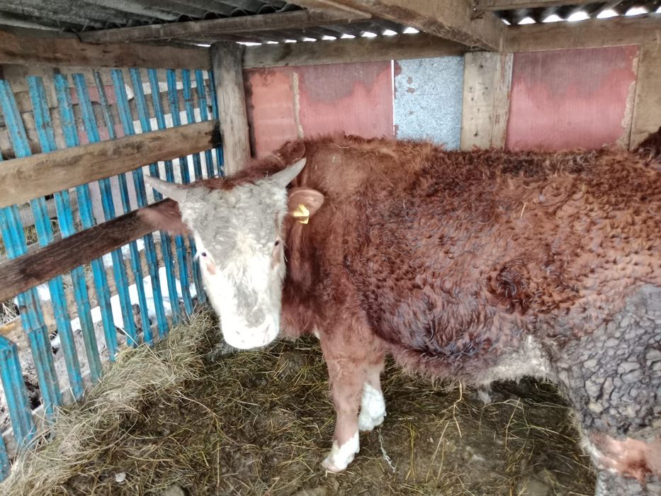 Продам бычки годовалые подсос