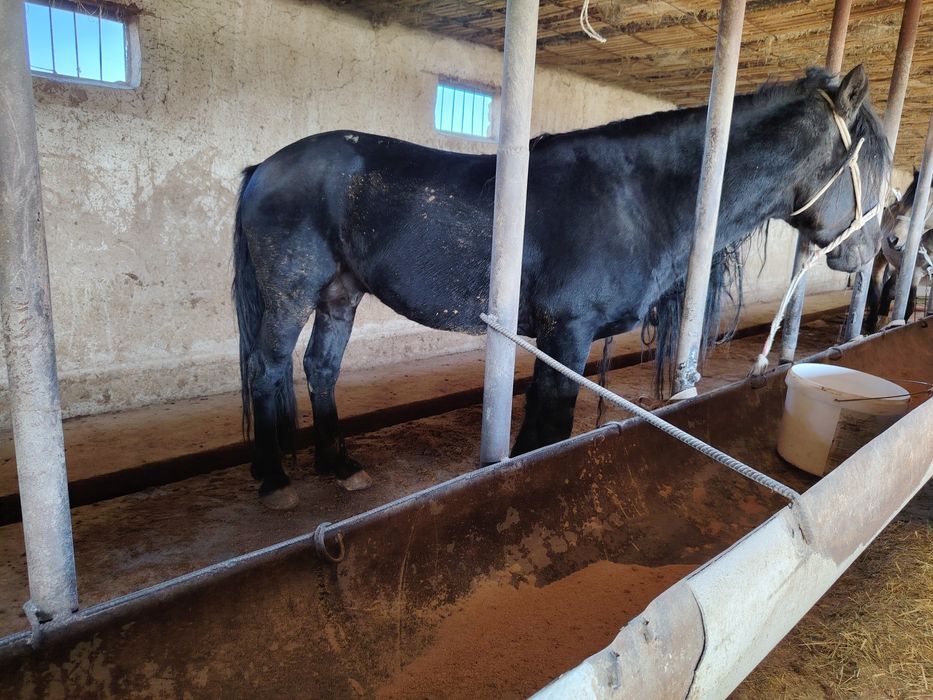 Айғыр үйір Айғыр