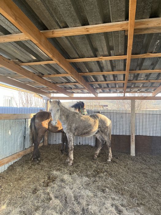 Тай сатылады еркек