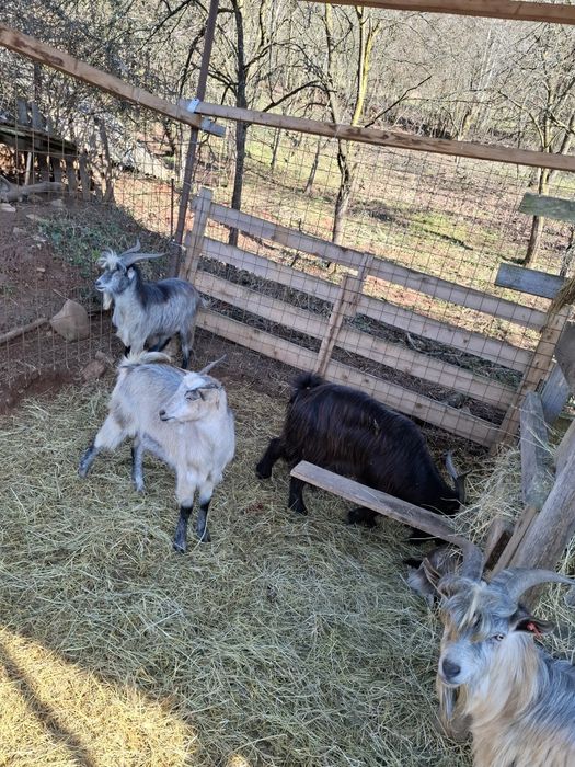 De vânzare tapi de pravila sau taiat.