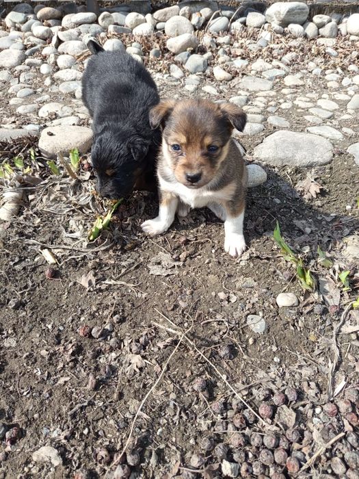 Щенки звонки в добрые руки!