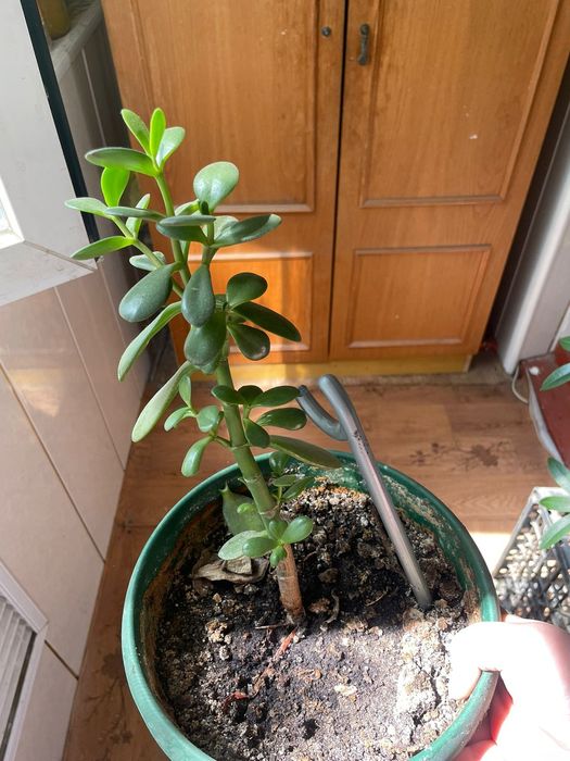 Цветы комнатные продаются