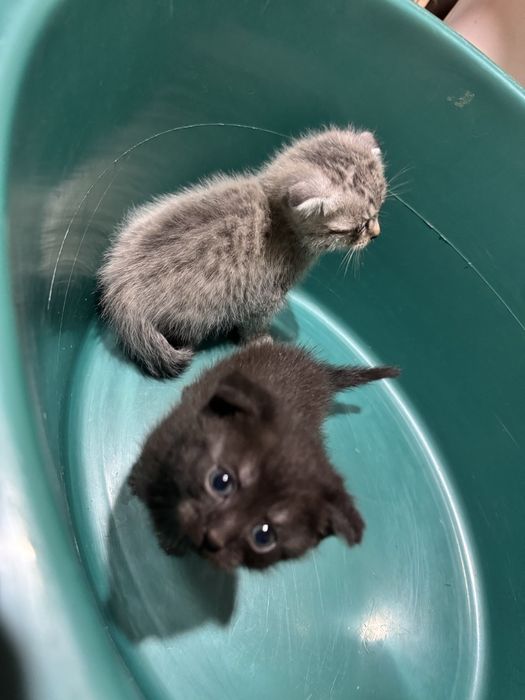 Отдам котят в хорошие руки