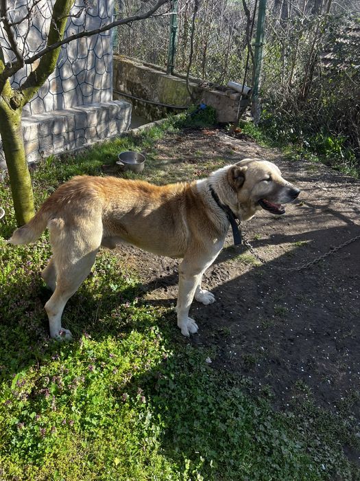 Куче алабай.           .