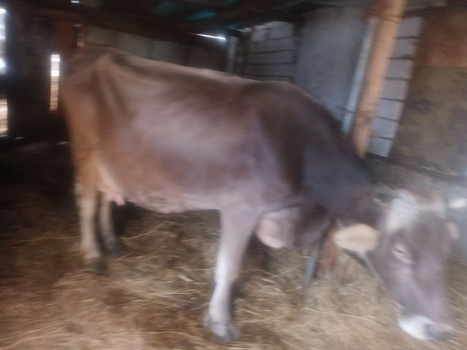 Vind vaca de opt ani cub22l lapte fatata de 5 ssptamini bruna
