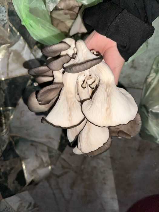 Грибы домашние парниковые  1 кг 35.000сум