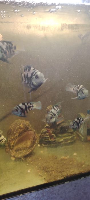 Продам аквариумных рыбок