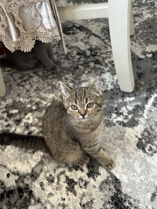 Mushk xafiyaga berladi mexrli qollarga