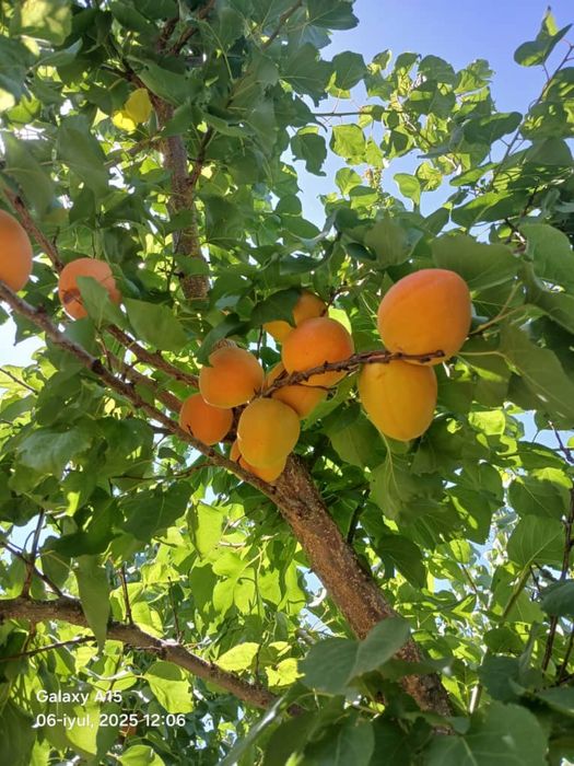 Садовый баковой арешник