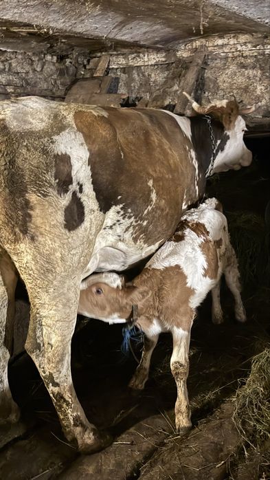 Vaca cu vitel.