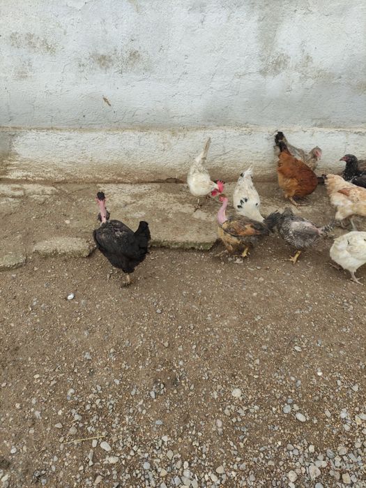 Тауктар сатыладыТ