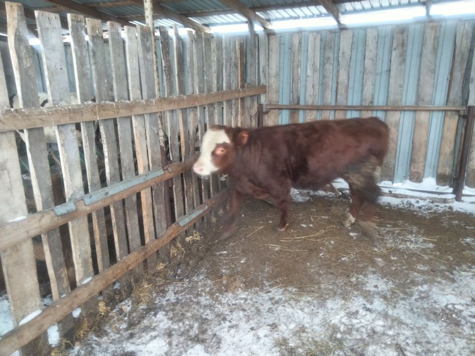 Обменяю на корову