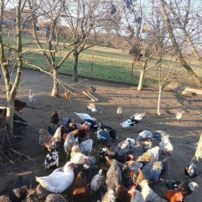 Vând rate crescute bio